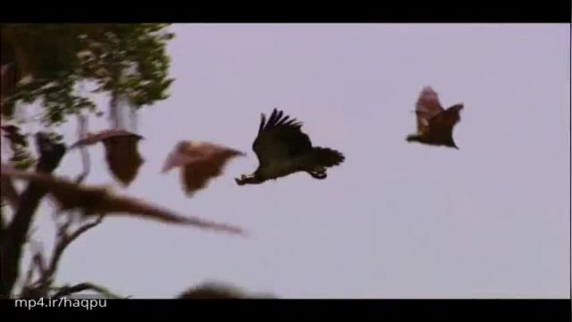 کلیپ تصویری شکار خفاش ها توسط عقاب !