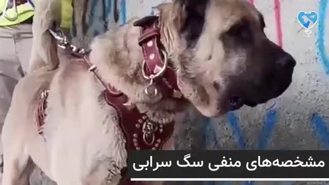 سگ سرابی، همه چیز درباره این نژاد سگ ایرانی بزرگ