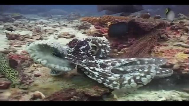 ویدیو مستند اسرار اعماق اقیانوس - قسمت هشتم