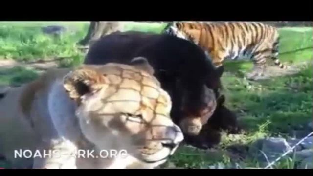 ویدیو بسیار جذاب و دیدنی دوستی شیر و خرس و ببر با یکدیگر !