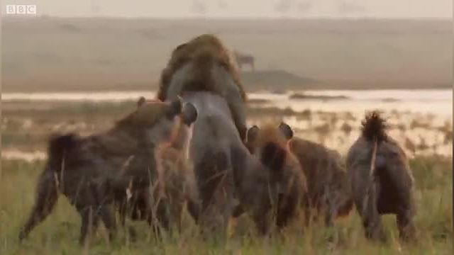 کلیپ جالب حمله کفتار ها به شیر به صورت گروهی!