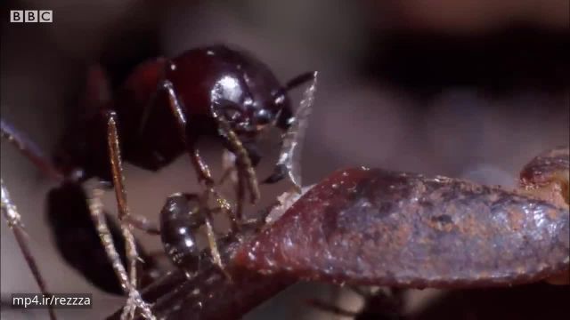 کلیپ تصویری حیرت‌انگیز از حمله مورچه ها به خرچنگ !