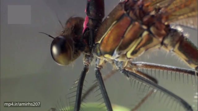 دانلود مستند زندگی حشرات در حیات وحش - قسمت اول