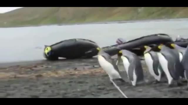 ویدیو بسیار بامزه از پنگوئن های دست و با چلفتی !