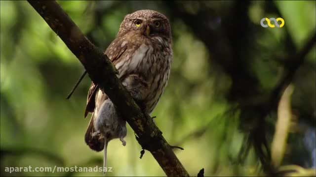 ویدیو مستند بسیار جذاب از مبارزه پرندگان با یکدیگر !