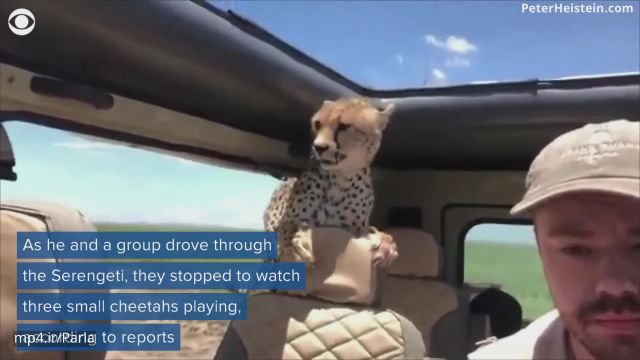 ویدیو بسیار زیبا از ببری که سوار ماشین شکارچی شده است !