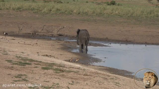 مستند هیجان‌انگیز حمله فیل به گاومیش های وحشی در حیات وحش