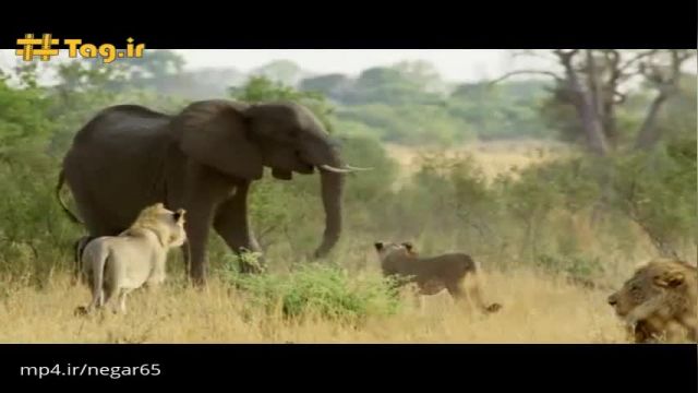 ویدیو بسیار جالب از حمله فیل ماده به شیر برای نجات جان بچه‌اش !