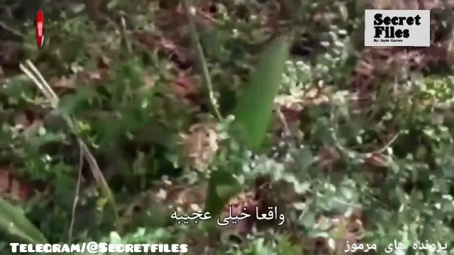 ویدیوی واقعی از حرکت ترسناک گیاهان و نفس کشیدن جنگلها (شکار دوربین 47)