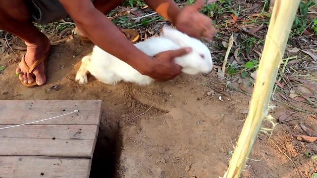 کلیپ آموزش نحوه ساخت تله زمینی خرگوش !