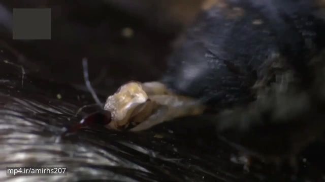 دانلود مستند زندگی حشرات در حیات وحش - قسمت دوم