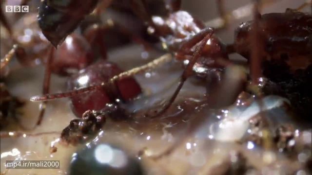 مستند حیات وحش - حمله مورچه‌های کارگر به حلزون زنده و خوردن او !