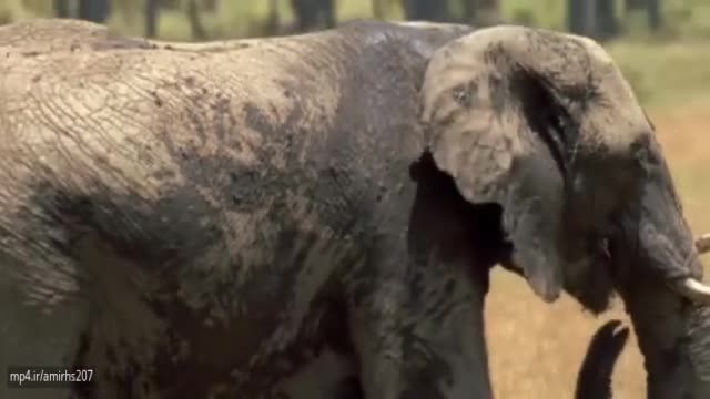 تیزر مستند بسیار جذاب حیات وحش فیل ها !