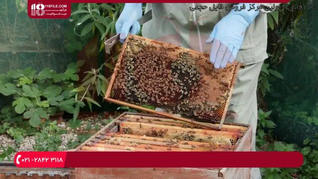 آموزش زنبورداری || زنبور عسل و باروری گل‌ها