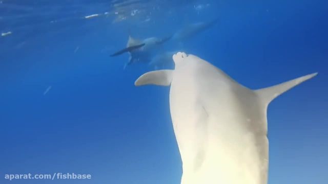 مستند چرا کوسه ها از دلفین ها میترسند ؟!