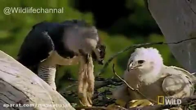 کلیپ شکار میمون توسط عقاب هارپی بسیار حرفه ای !