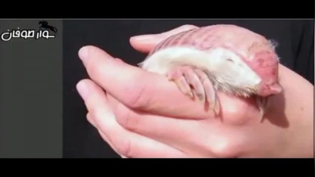 ویدیو بسیار دیدنی از عجیب ترین موجودات دنیا !