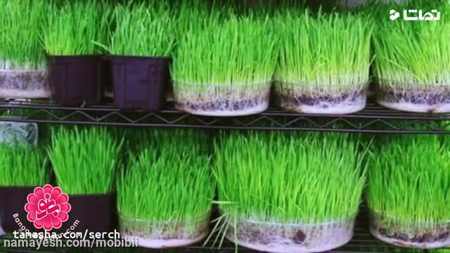 آموزش کاشت سبزه سفره هفت سین با استفاده از بذرها