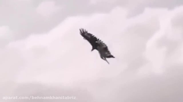 کلیپ شکار کردن عقاب - حمله به انسان و روباه و بزکوهی