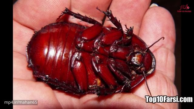 حشرات بسیار خطرناک که با دیدنشان بدنتان مور مور میشود !