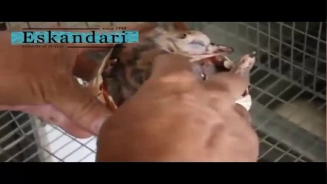 ویدیو بسیار زیبا از لحظه به دنیا اومدن شترمرغ از تخم !