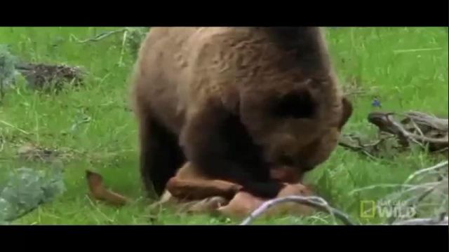 کلیپ شکار یهویی و غافلگیرانه آهو توسط خرس گریزلی !