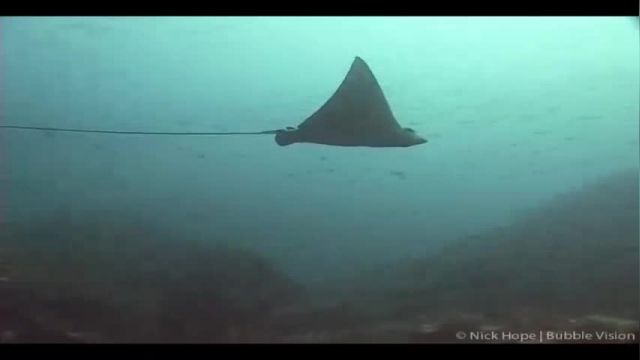 ویدیو مستند اسرار اعماق اقیانوس - قسمت دوم