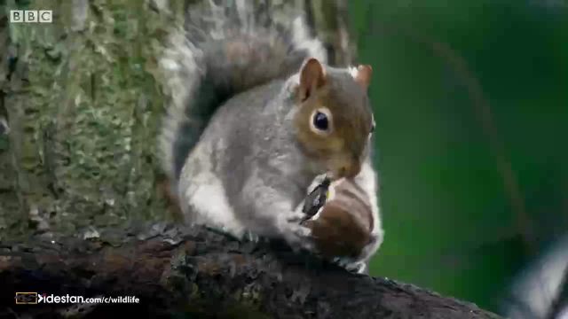 کلیپ جالب دزدیدن بلوط توسط سنجاب ها !