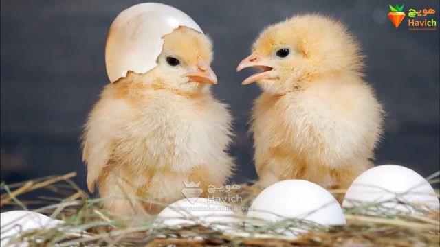 پاسخ به سوال آیا مرغ ها بدون خروس تخم میگذارند؟ + ویدیو تصویری