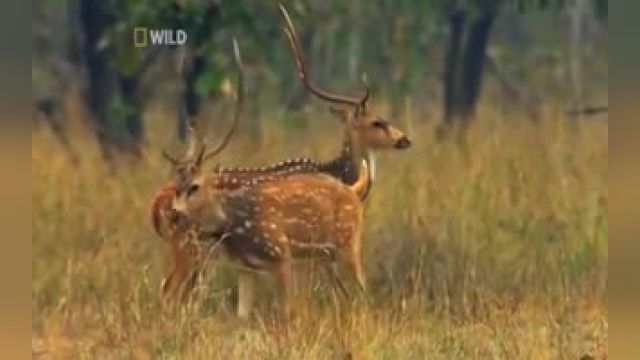 دانلود مستند بسیار جذاب حیات وحش هندوستان - قسمت چهارم
