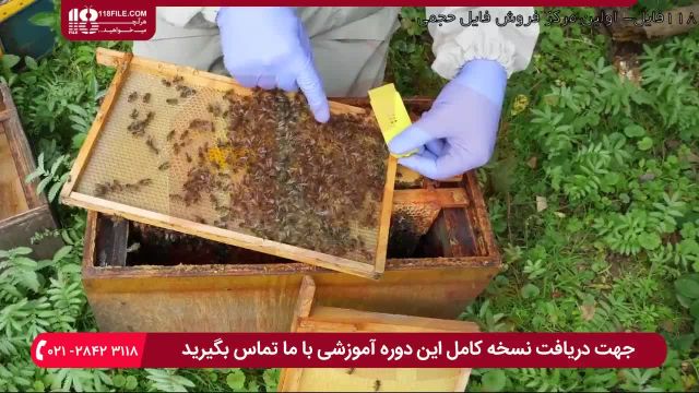 آموزش زنبورداری - محصور کردن ملکه