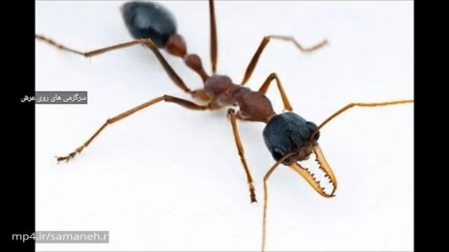 کلیپ معرفی مورچه کله گاوی (خطرناکترین مورچه دنیا)