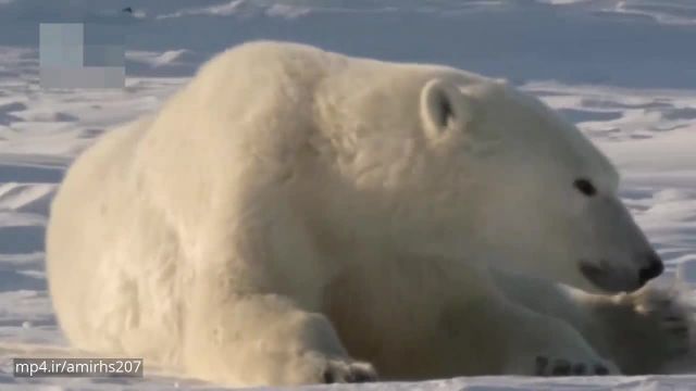 کلیپ مستند بسیار جذاب حیات وحش خرس‌های قطبی !