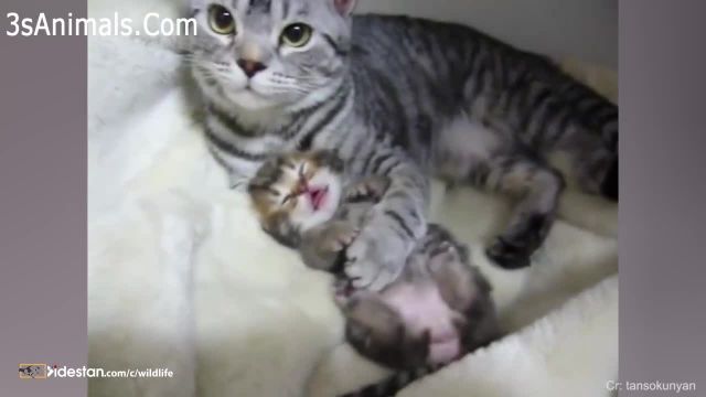 ویدیو کلیپ حمایت جالب گربه مادر از فرزندانش !