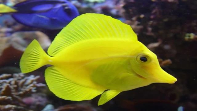 ویدیو کلیپ بسیار زیبا از انواع ماهی ها در اقیانوس !