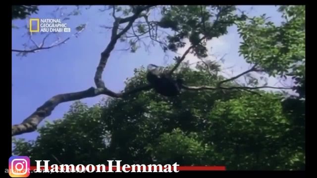 مستند راز بقا - جدال وحشیانه شامپانزه ها و میمون ها بر سر قلمرو در حد مرگ !