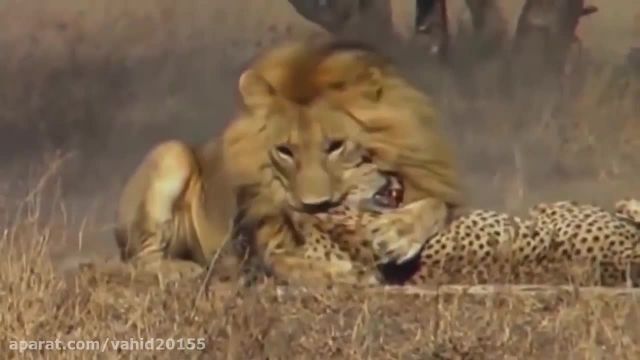 کلیپ بسیار حیرت‌انگیز لحظه شکار یوزپلنگ توسط شیر !