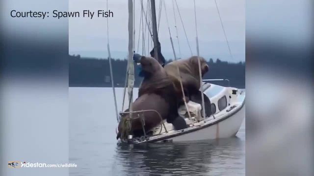 ویدیو حیرت انگیز قایق سواری شیر های دریایی !