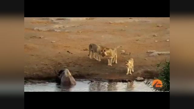ویدیو حیرت‌انگیز از حمله سه شیر به یک کرگدن وحشی !