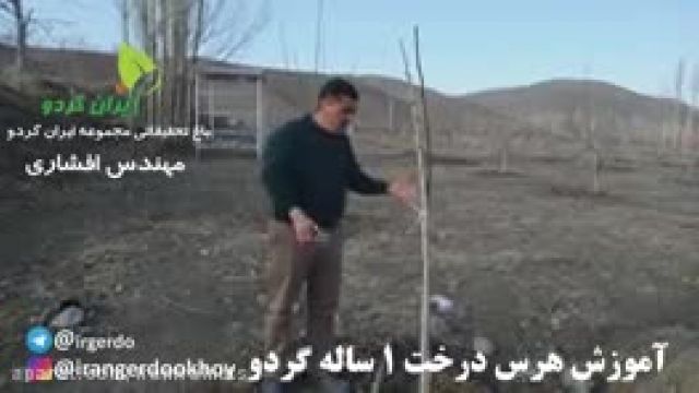 توت فرنگی1