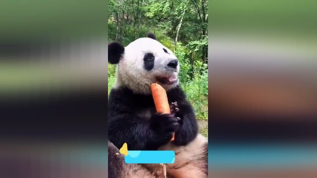 ویدیو طنز پاندا بسیار بامزه درحال خوردن هویج فارغ از دنیا !