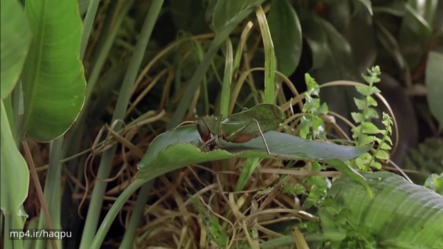 مستند بسیار زیبا ماجراجویی در جنگل های بارانی 2003 - زندگی حشرات در جنگل !