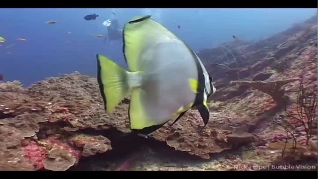 ویدیو مستند اسرار اعماق اقیانوس - قسمت سوم