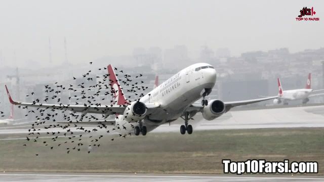 آیا برخورد پرندگان به شیشه و موتور هواپیما باعث سقوط آن میشود ؟!