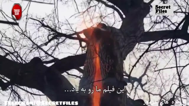ویدیوی واقعی ترسناک آتش درون درخت شیطان (شکار دوربین _ قسمت 25)
