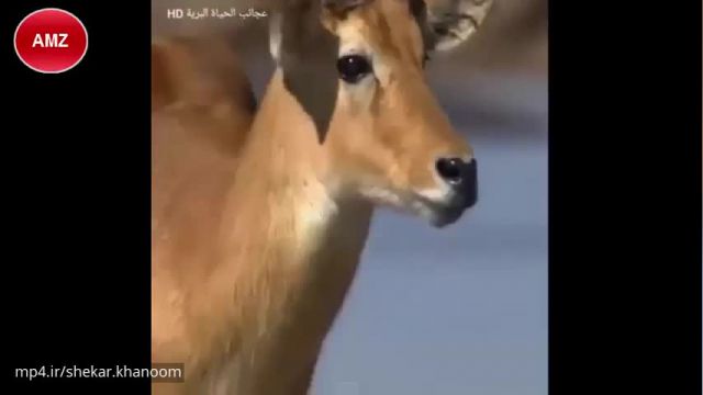 ویدیو حیرت انگیز از یک آهو که توسط تمساح و شیر تهدید میشود !