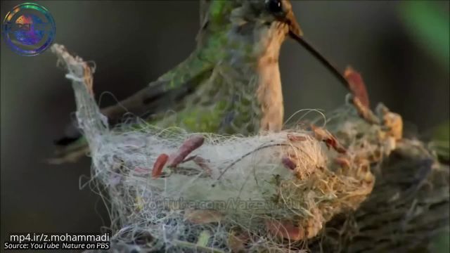 ویدیو بسیار شگفت‌انگیز از عجیبترین لانه حیوانات در طبیعت !