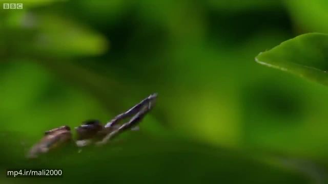 مستند راز بقا - نمای نزدیک از زندگی حشرات و خزندگان !