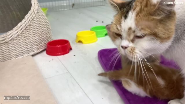 ویدیو بسیار بامزه از بازی کردن بچه گربه ملوس و بانمک !