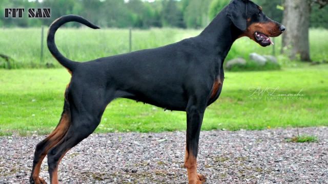 مقایسه کامل سگ سرابی و دوبرمن - کدام یک قدرتمندترند؟